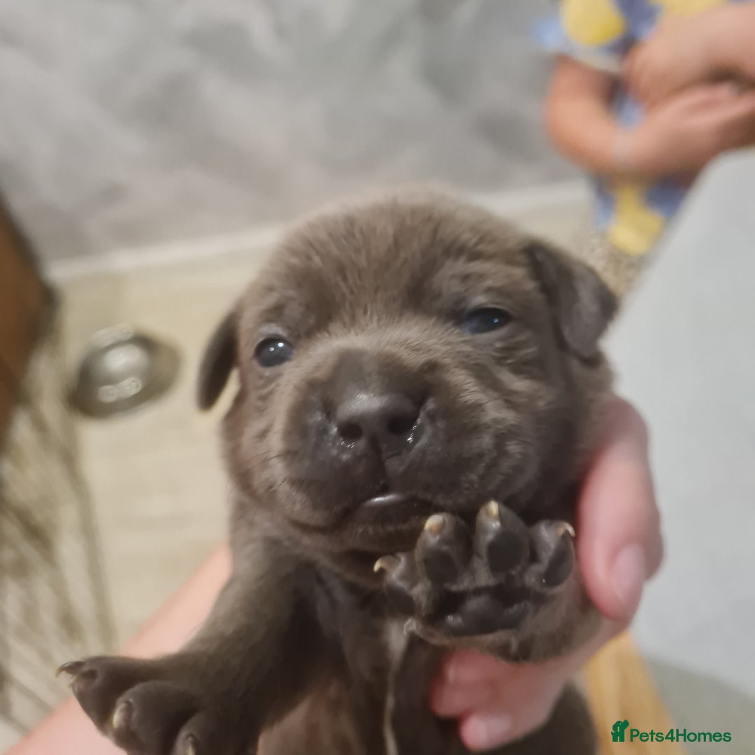 Mixed Breed dogs for sale: French bull weinners  - Image 2