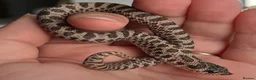 Snake reptiles for sale: Various Western Hognoses - Advert 10