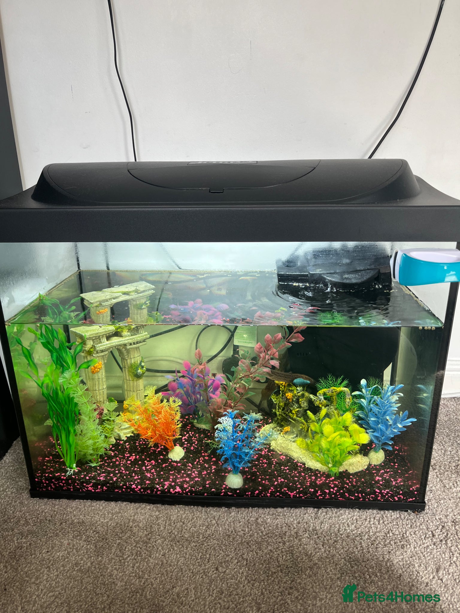 Loaches fish 2 Dojo Loaches, tank and accessories  - Advert 6