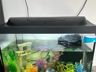 Loaches fish 2 Dojo Loaches, tank and accessories - Advert 6