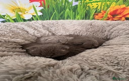 British Shorthair cats for sale: British Shorthair Kittens  - Image 22