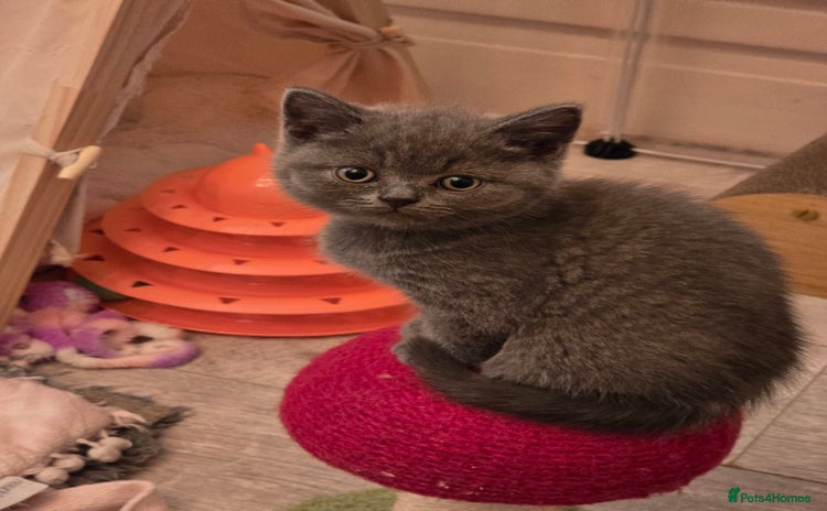 British Shorthair cats - Advert 2