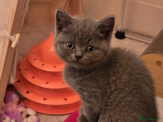 British Shorthair cats - Advert 8