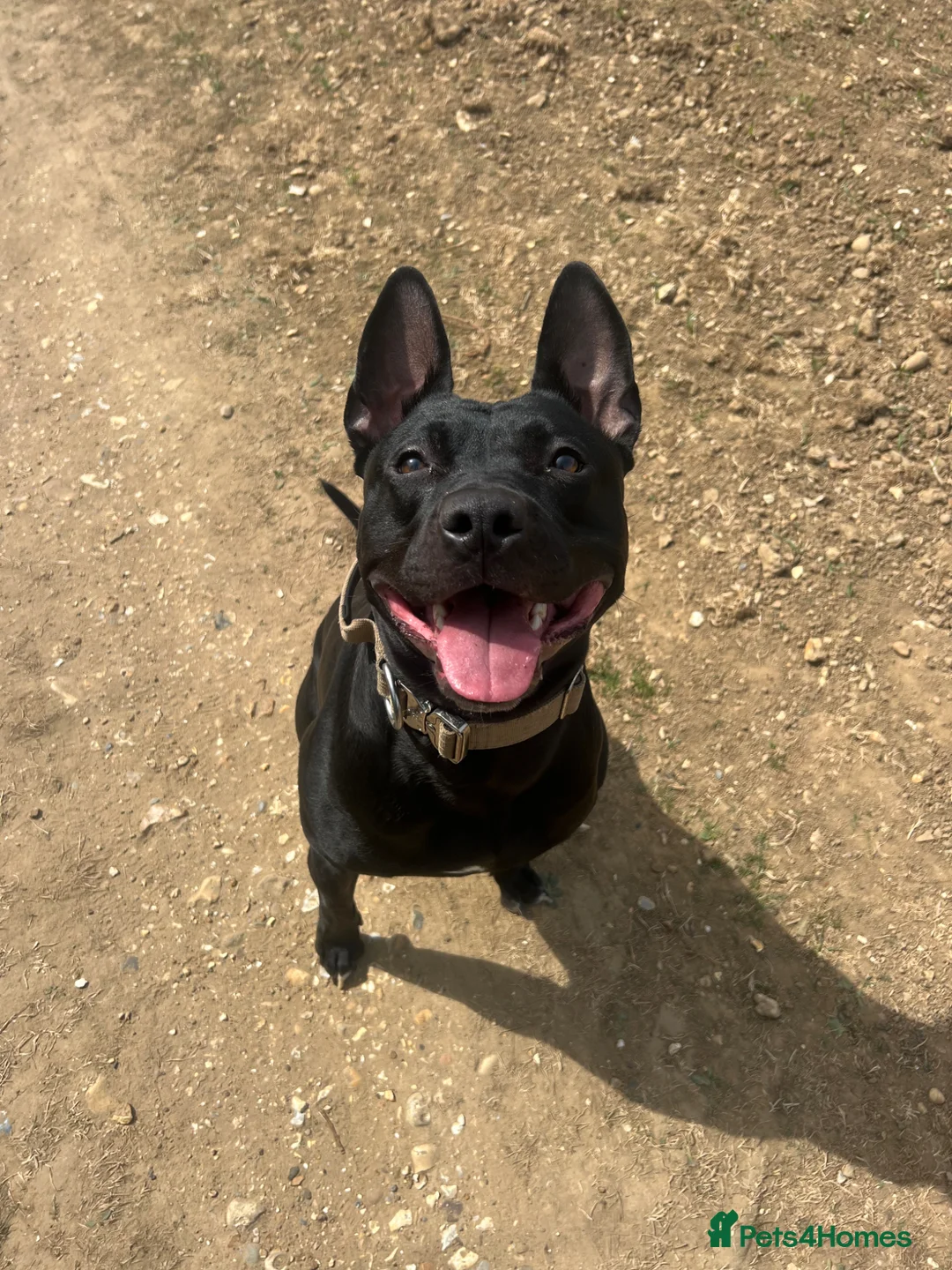 Mixed Breed dogs for stud: Dutch shepherd cross  in Welwyn Garden City - Advert 2