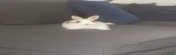 Netherland Dwarf rabbits for sale: Netherland dwarf boy - Advert 3