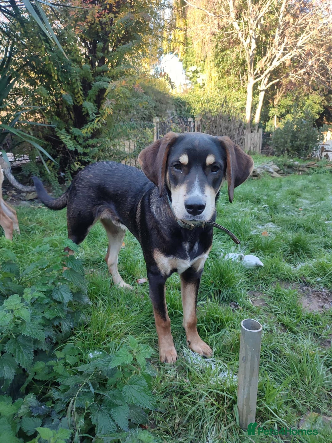 Coonhound dogs for adoption: Hound like loving Mike  - Advert 1