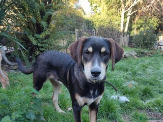 Coonhound dogs for adoption: Hound like loving Mike - Advert 2