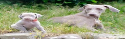 Weimaraner dogs for sale: Handsome male KC Registered Weimaraner pups  - Advert 38