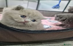 British Shorthair cats for sale: British shorthair GCCF pedigree ready christmas - Image 18