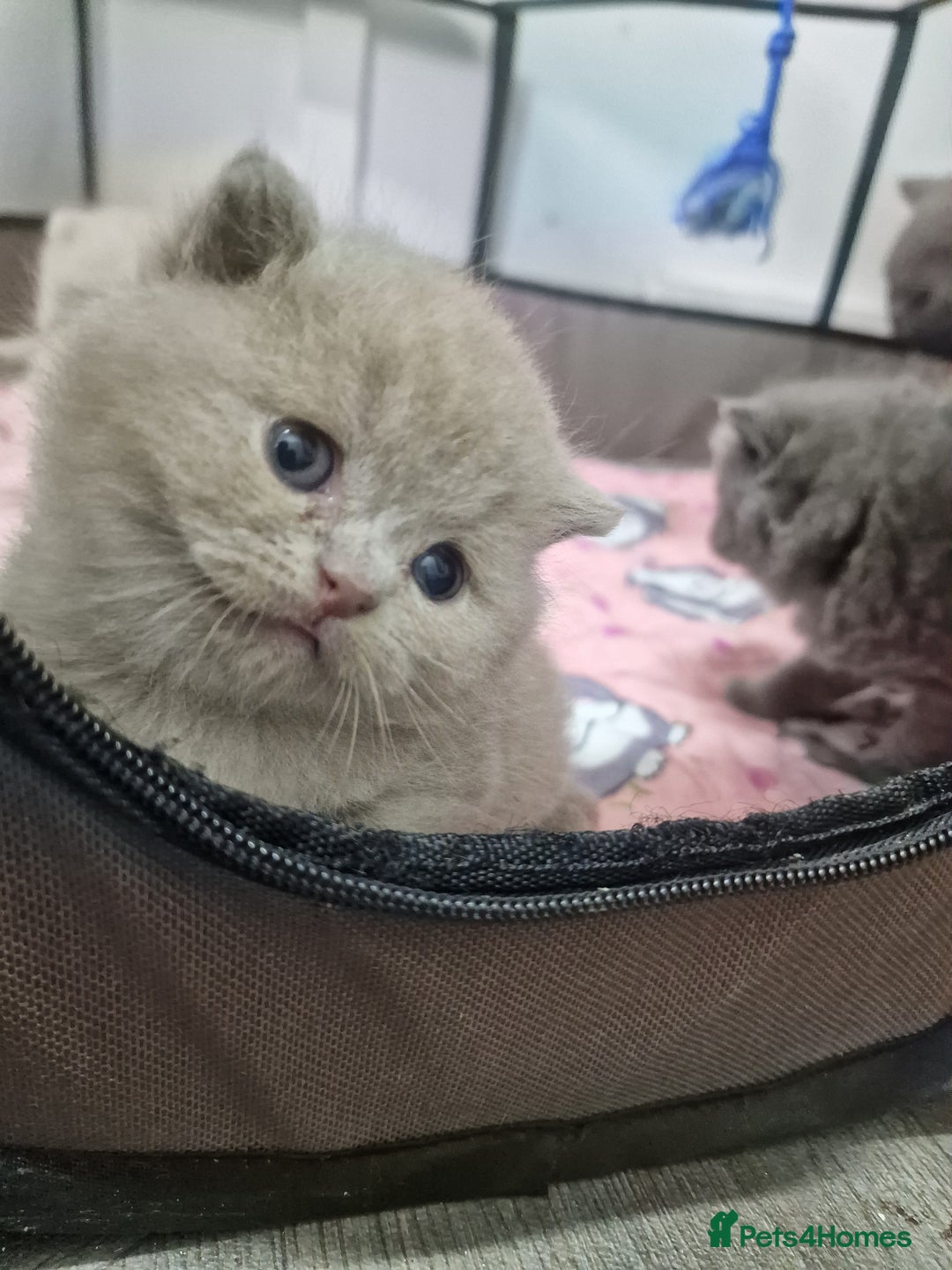 British Shorthair cats for sale: British shorthair GCCF pedigree ready christmas - Image 18
