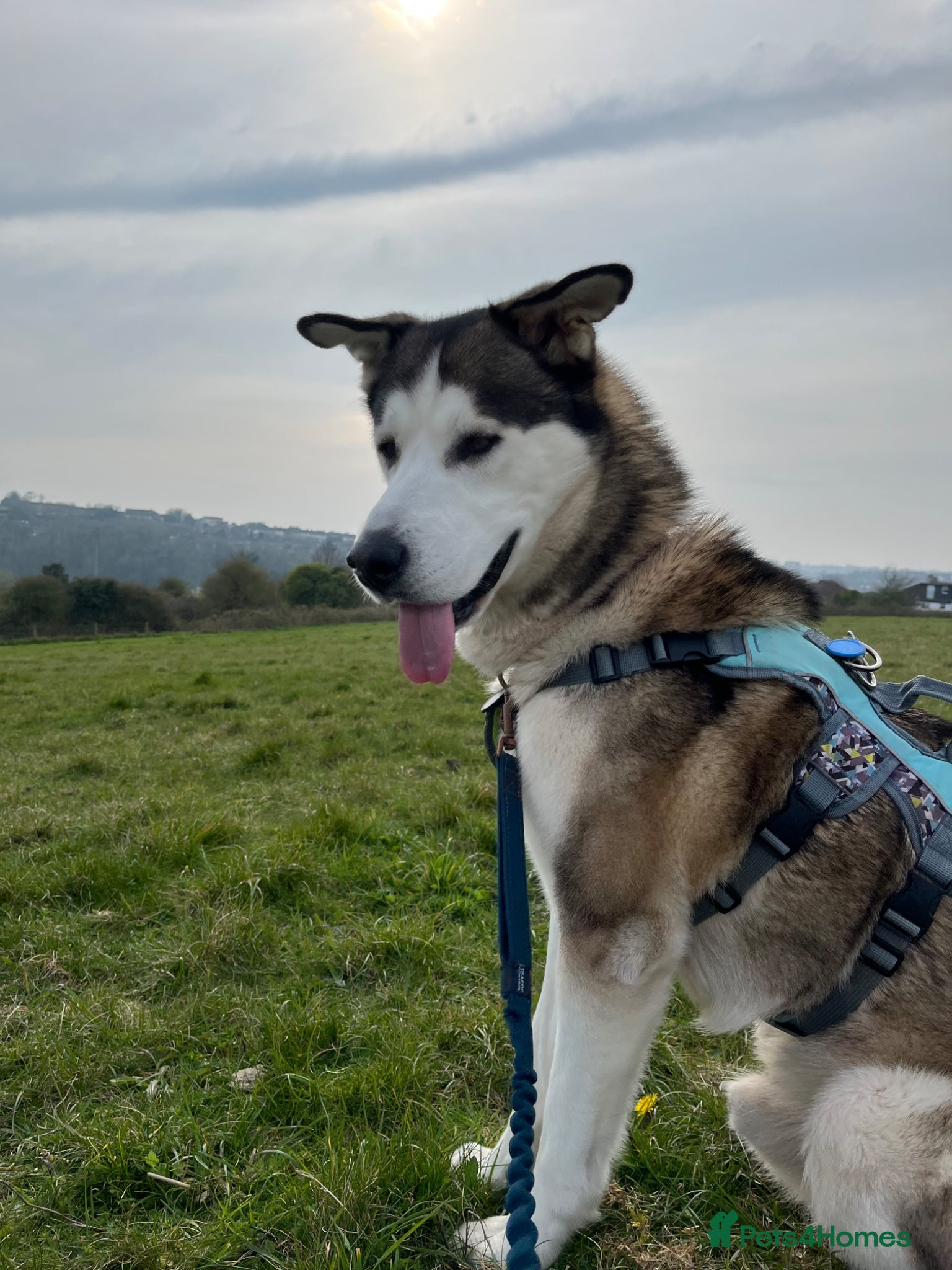 Siberian Husky dogs for sale: Husky boy looking for forever home - Advert 1