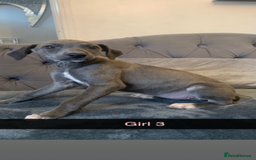 Lurcher dogs for sale: Beddlington whippet saluki greyhound  - Image 10