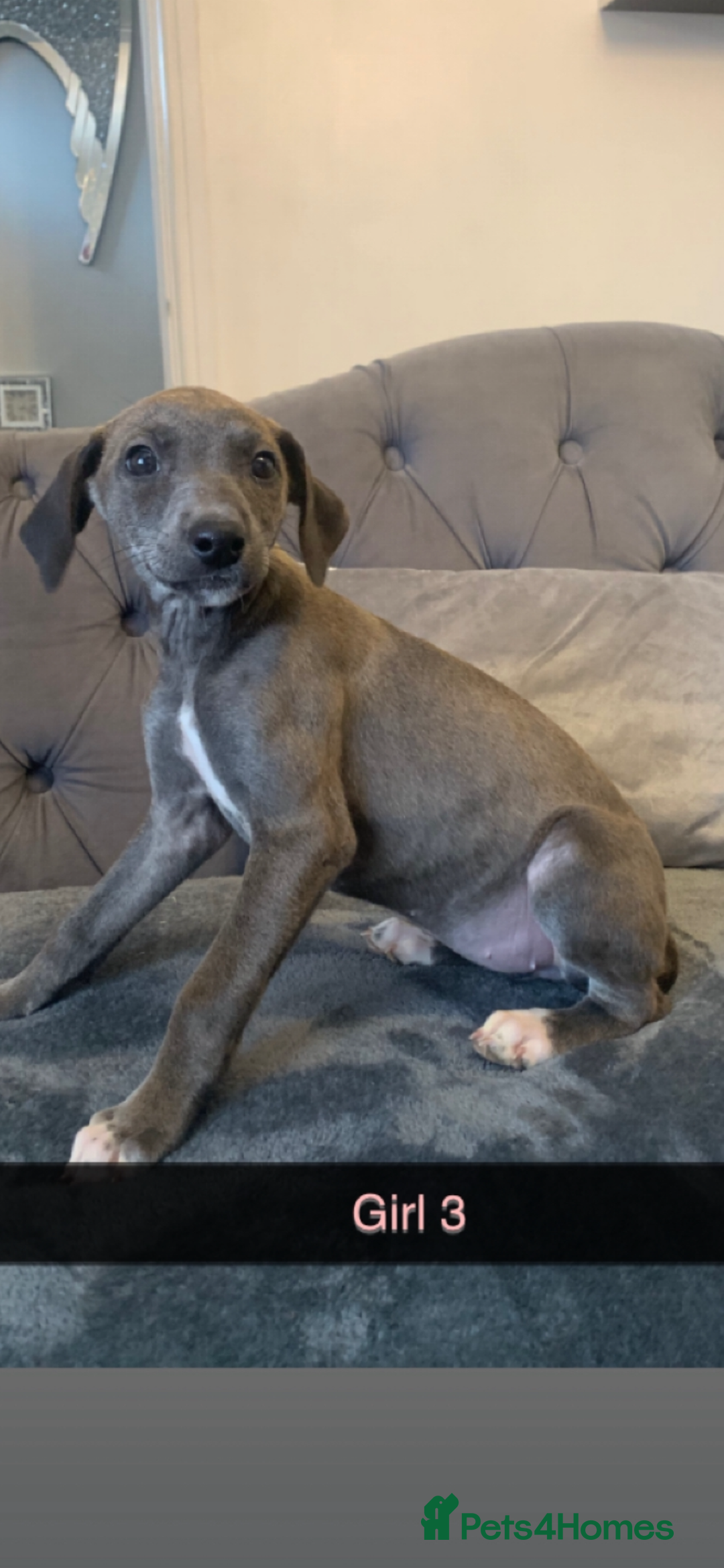 Lurcher dogs for sale: Beddlington whippet saluki greyhound  - Image 10