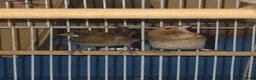 Finches birds for sale: Bengalese Finches and Zebra Finches - Advert 8