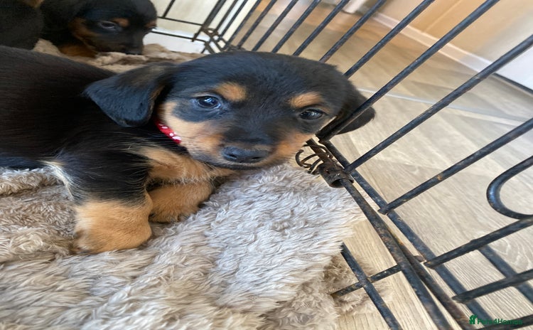 Mixed Breed dogs - Advert 4