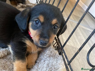 Mixed Breed dogs - Advert 4