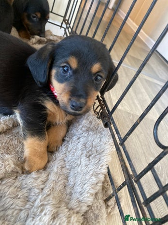 Mixed Breed dogs - Advert 4