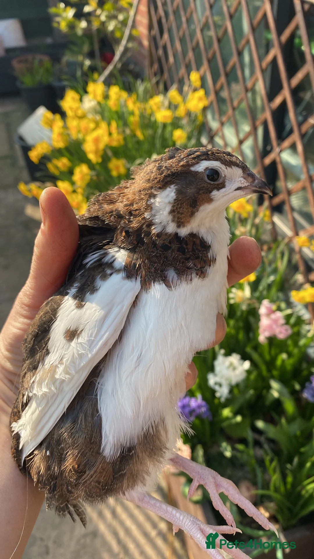 Gallery Image {{count}}