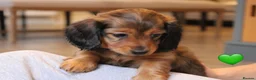 Miniature Dachshund dogs for sale: Shaded cream L/hair Health Tested Mini Dachshund❤️ - Advert 20