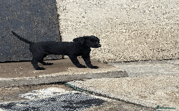 Labrador Retriever dogs for sale: Beautiful Labrador Puppies (3 boys 2 girls) in Wishaw - Image 21