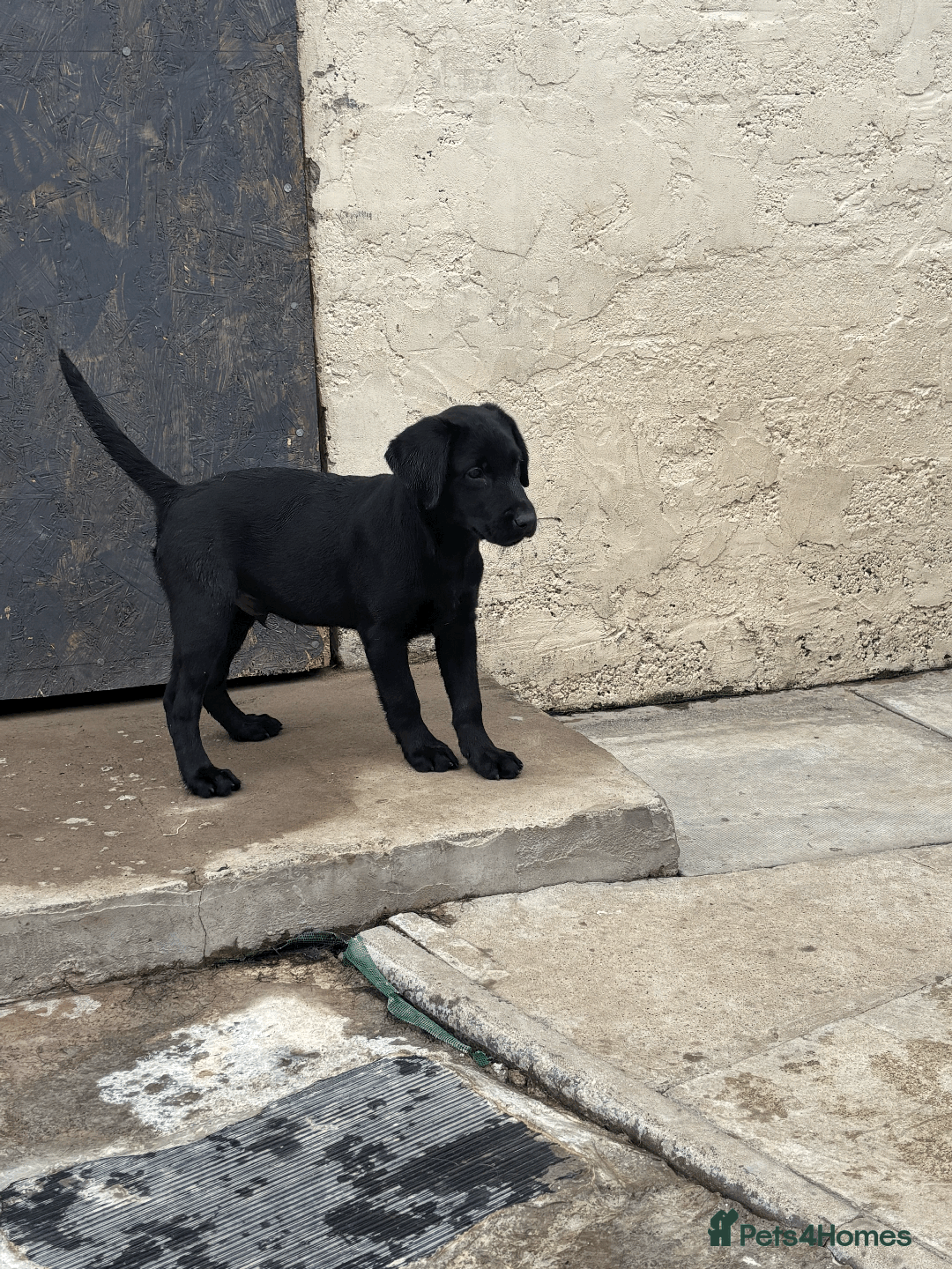 Labrador Retriever dogs for sale: Beautiful Labrador Puppies (3 boys 2 girls) in Wishaw - Image 21