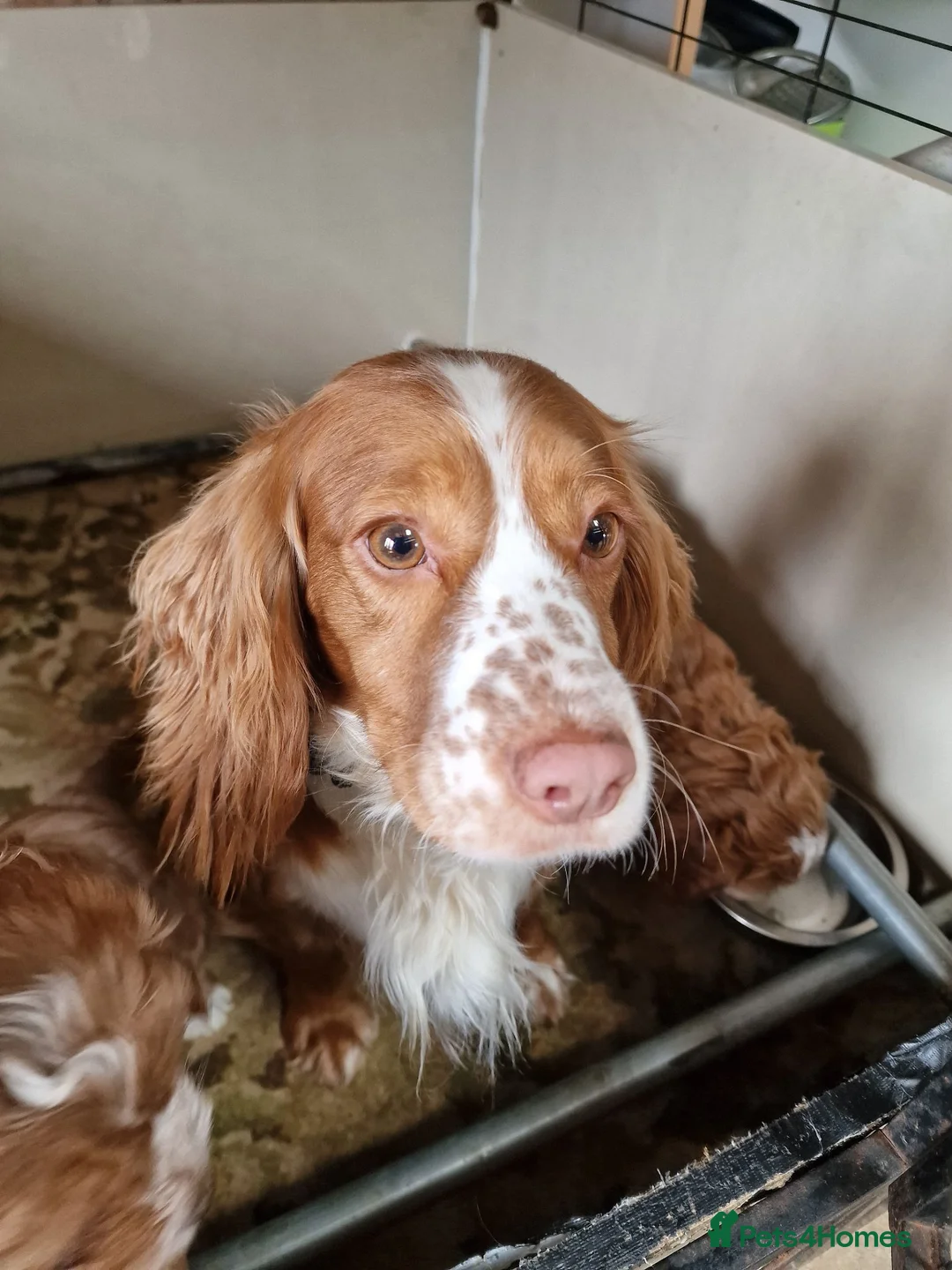 Cocker Spaniel dogs for sale: Sasha - Advert 2