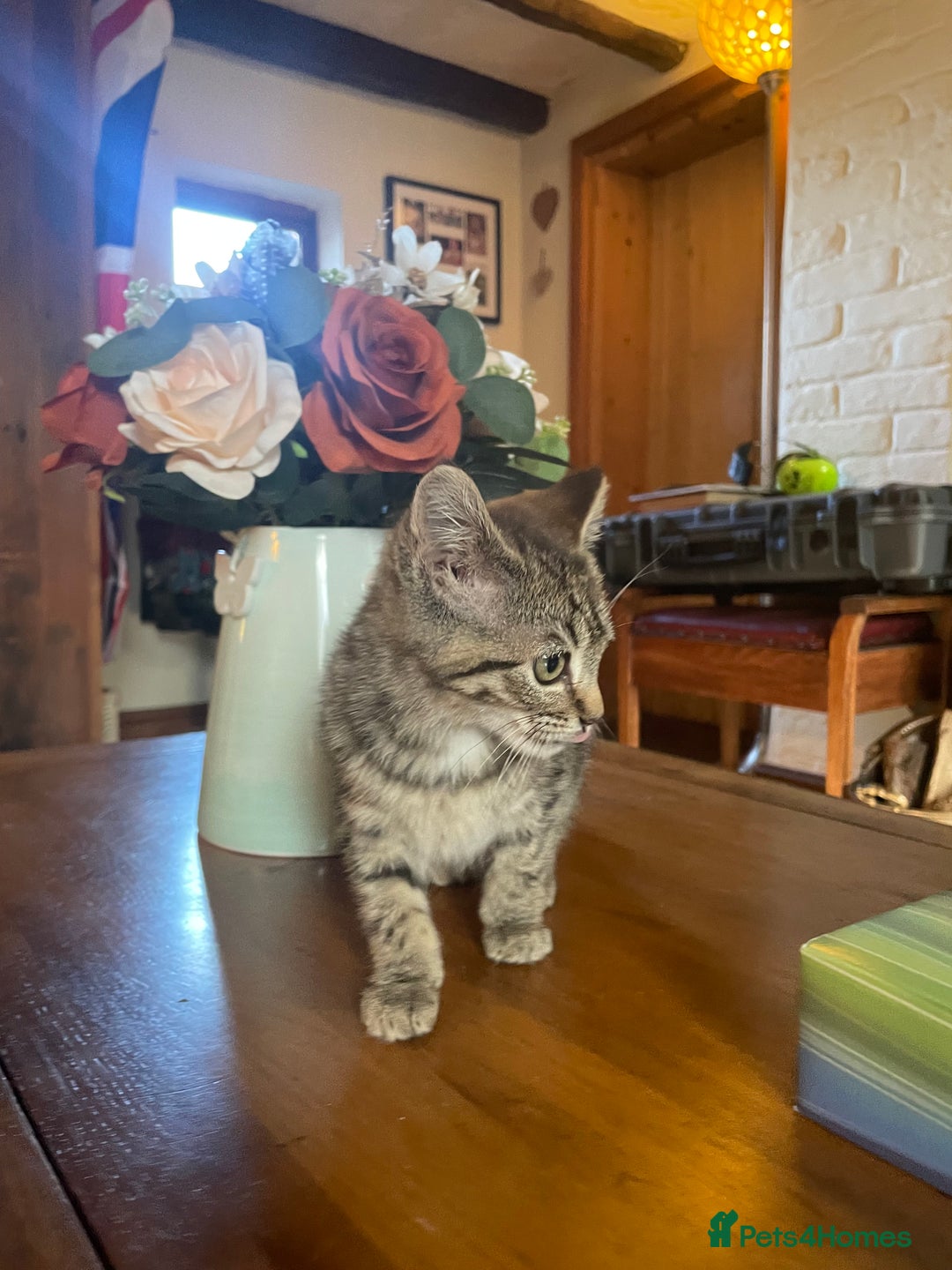 British Shorthair cats for sale: *One Gorgeous Tabby Girl Left* - Image 4