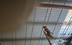 Finches birds for sale: Star /Red head finches  - Image 4