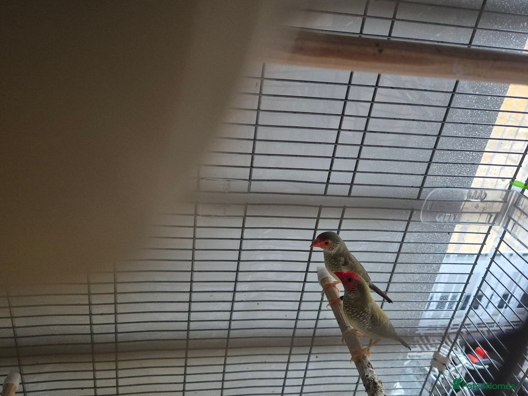 Finches birds for sale: Star /Red head finches  - Image 4