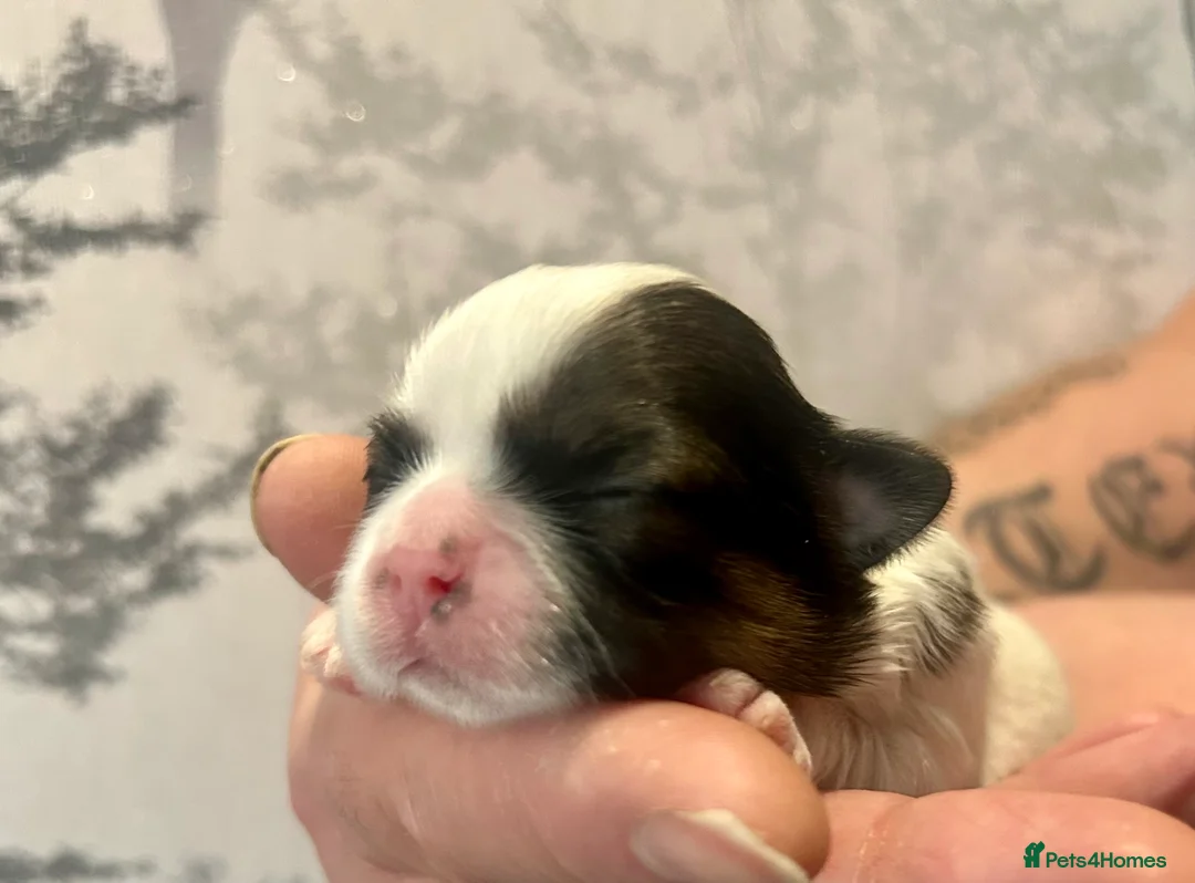 Shih Tzu dogs for sale: Imperial Shih Tzu puppie  - Advert 1