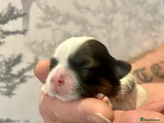 Shih Tzu dogs Imperial Shih Tzu puppie - Advert 13