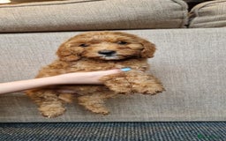 Cavapoo dogs for sale: Ready to go* Cavapoo pups - Image 4