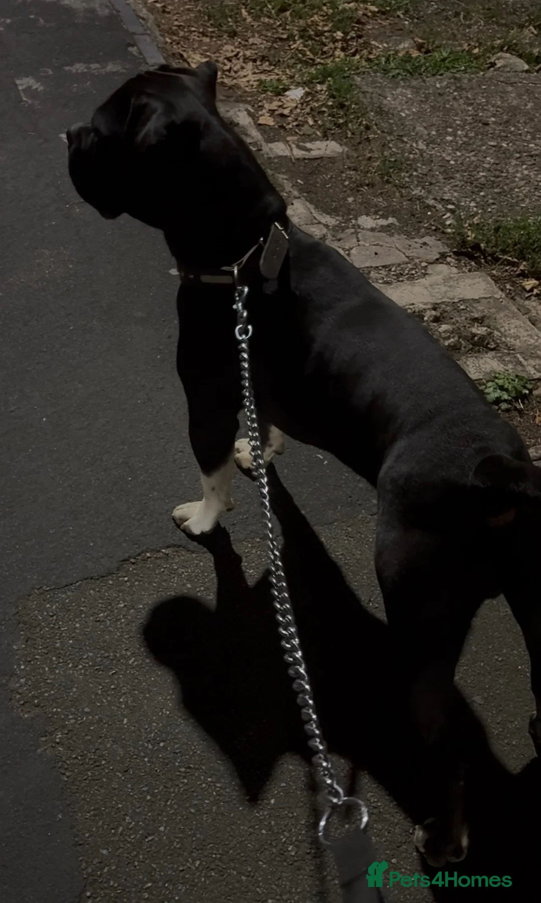 Cane Corso dogs for stud: 🧬Cane Corso Stud🧬 in Birmingham - Advert 3