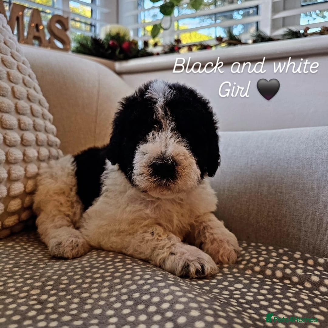 Labradoodle dogs for sale: Curly Coated Hypo-Allergenic Labradoodle Puppies   - Advert 8