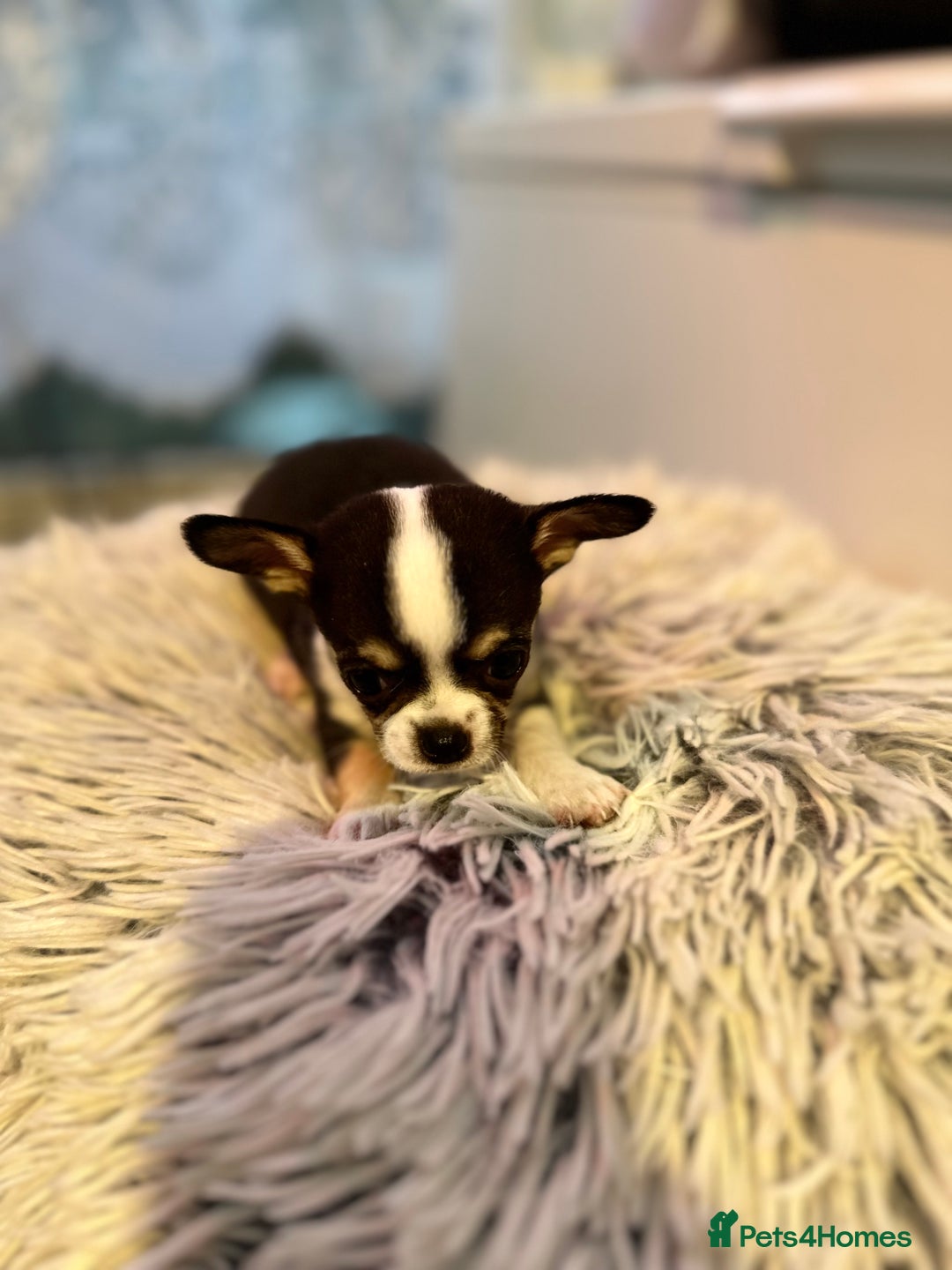 Chihuahua dogs for sale: Chihuahua  - Image 19