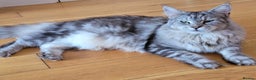 Maine Coon cats for sale: Tica registered Maine coon kittens  - Advert 19