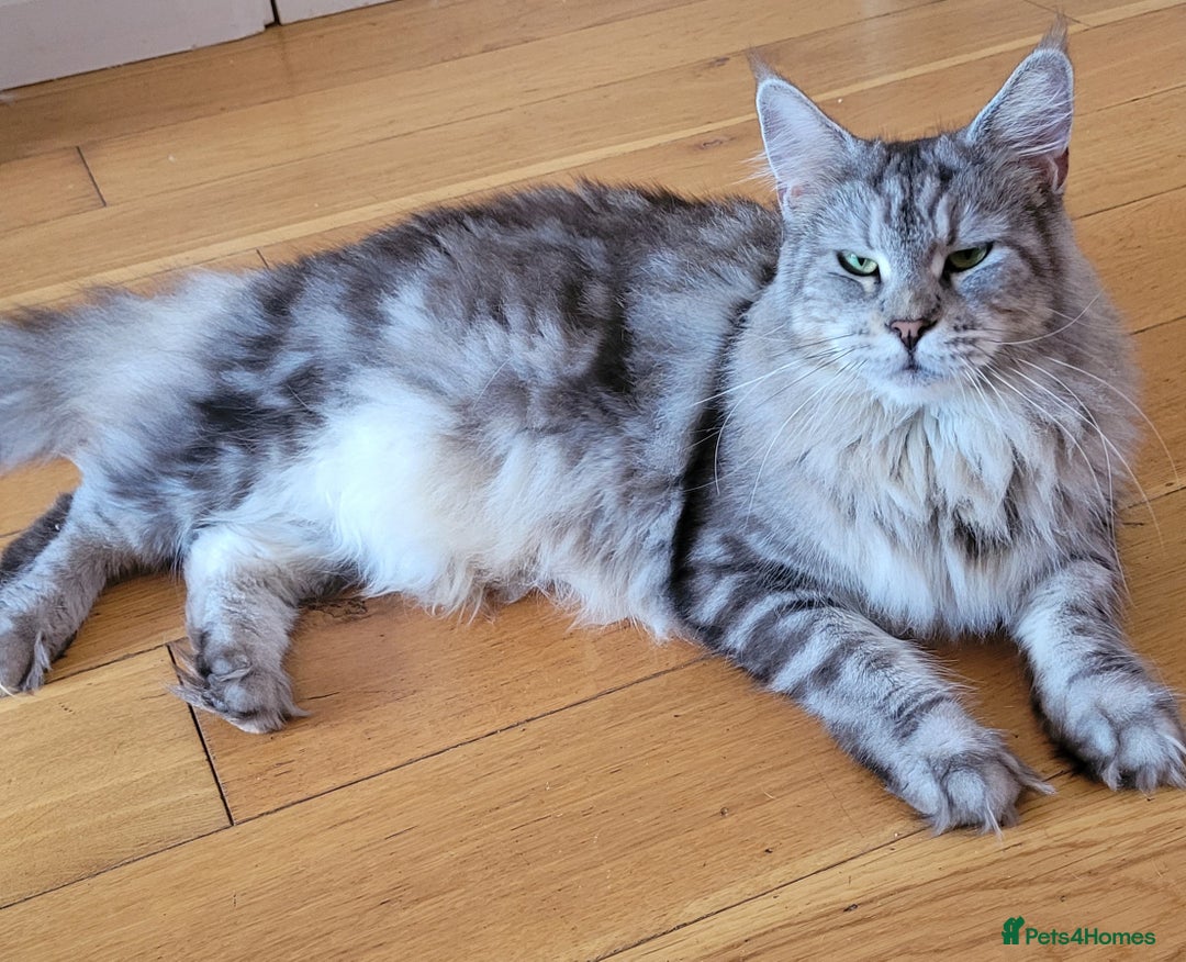 Maine Coon cats for sale: Tica registered Maine coon kittens  - Advert 19