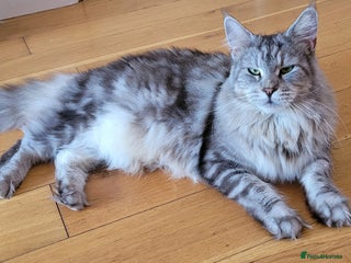 Maine Coon cats Tica registered Maine coon kittens - Advert 16