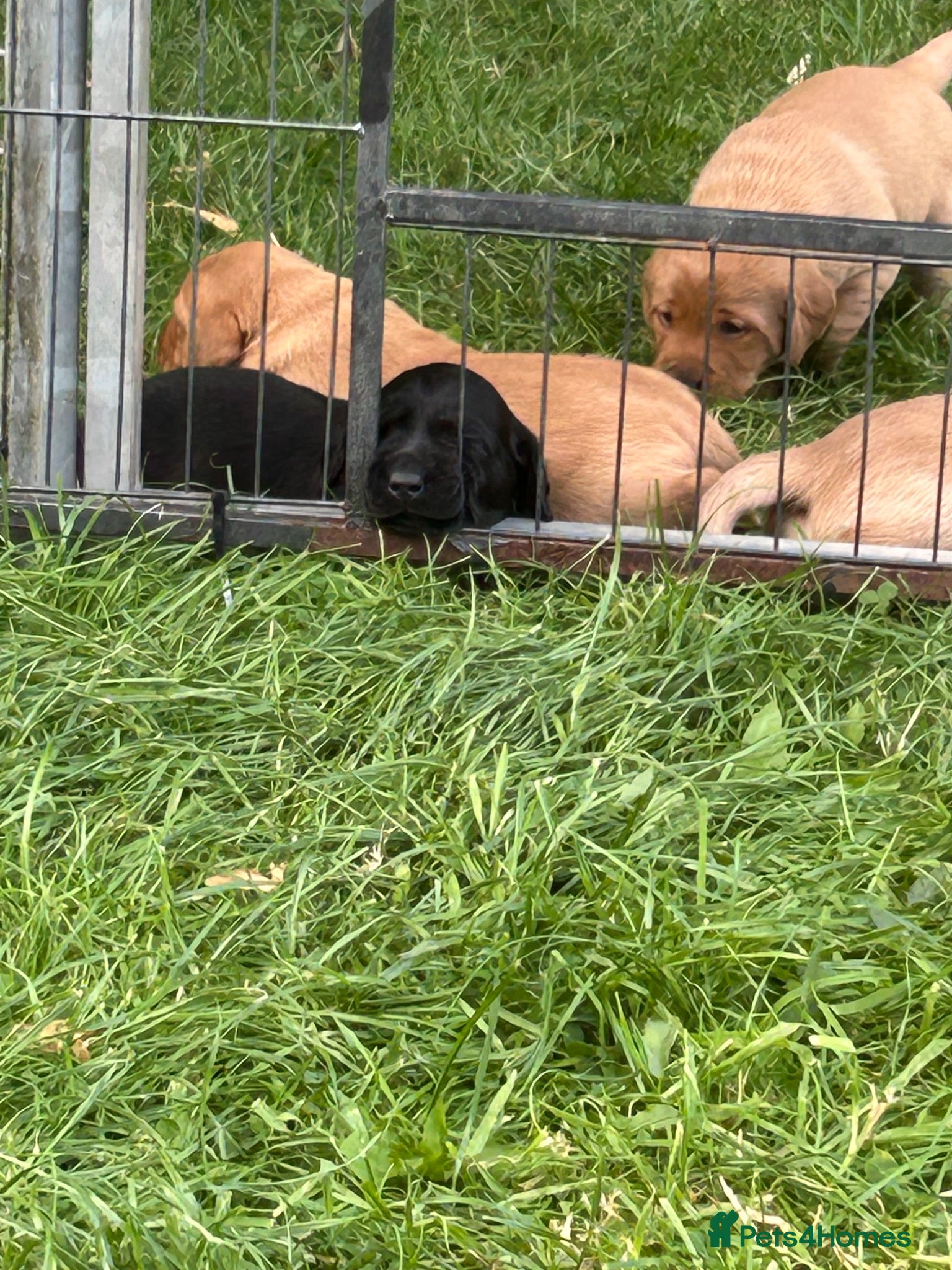 Labrador Retriever dogs Working gun dog line - Advert 1