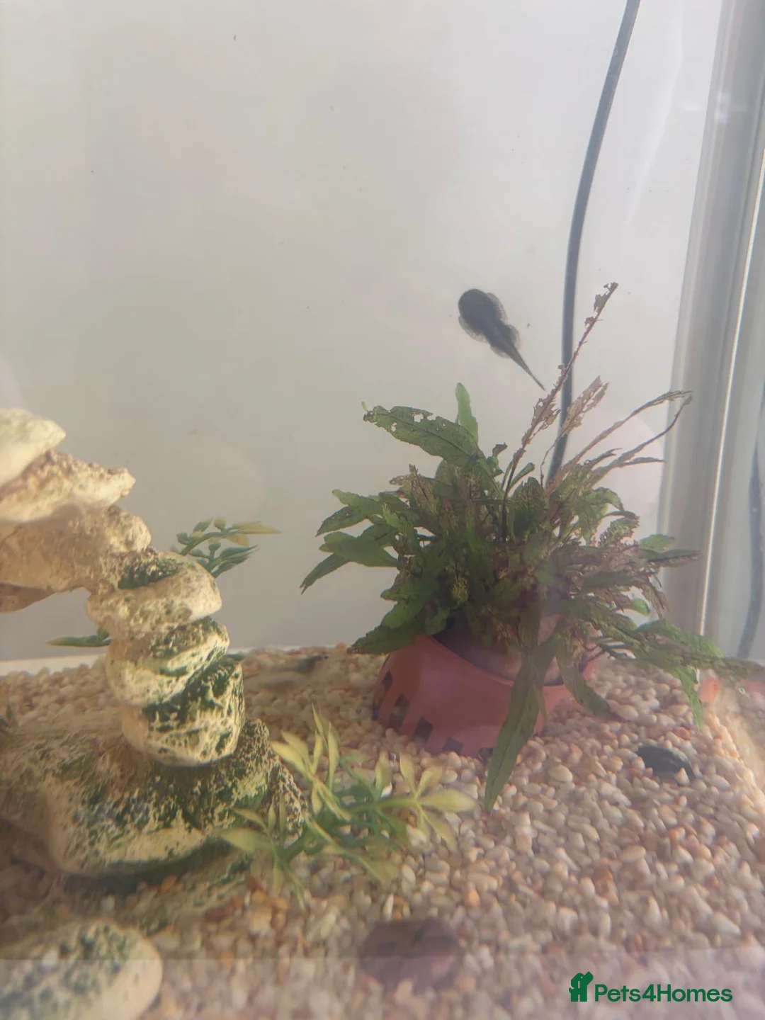 Platies fish for sale: Beautiful Aquarium with Platties, Loach & Shrimps in St Albans - Advert 4