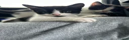 Domestic Shorthair cats for sale: 🐾Fluffy black and white kittens🐾 - Advert 29