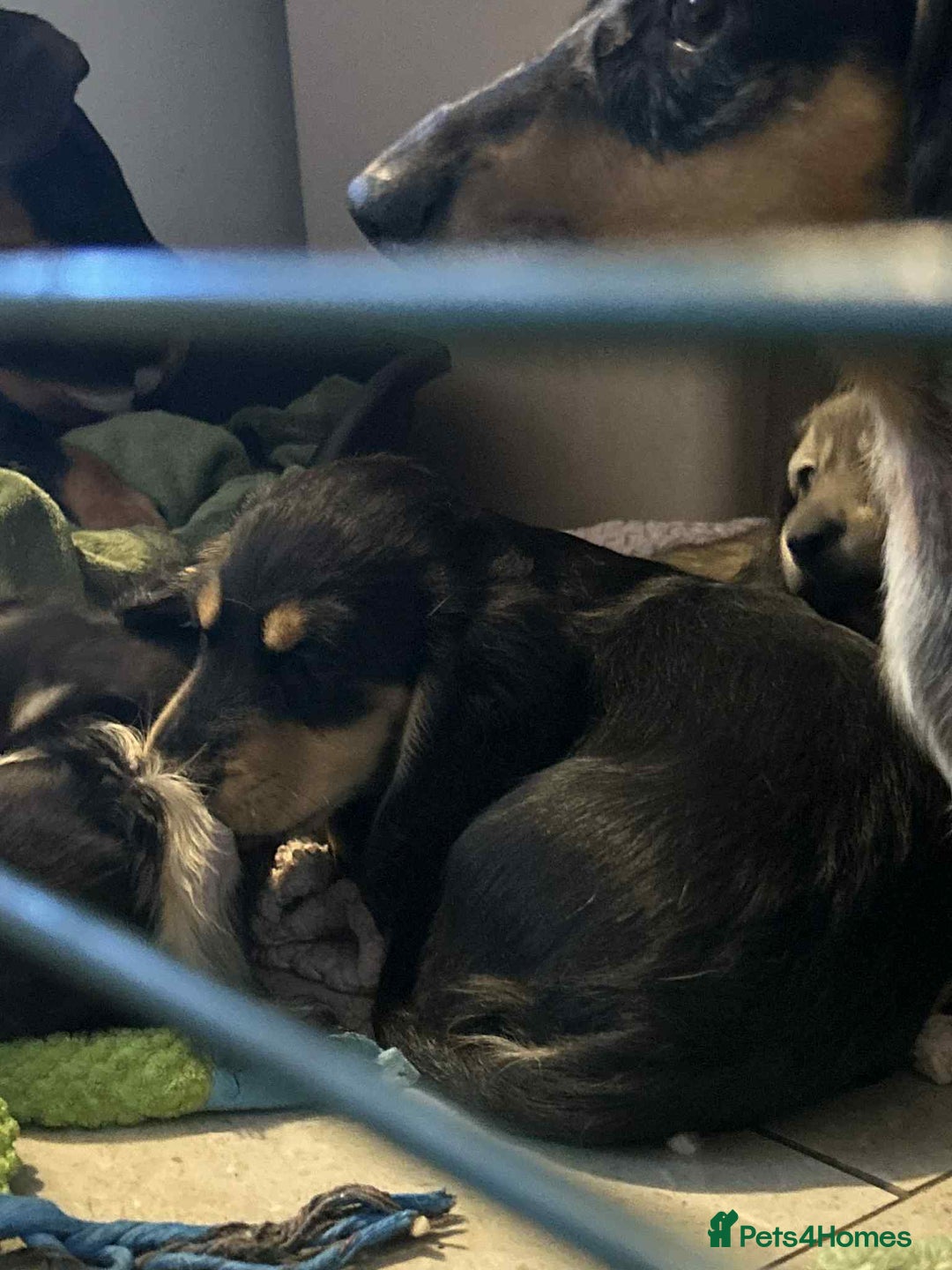 Miniature Dachshund dogs for sale: Just a boy longer coated, healthy Mini Dachshund - Image 32