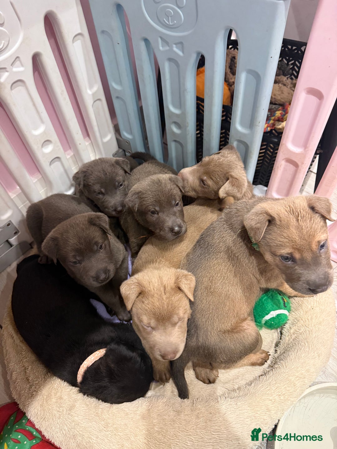 Mixed Breed dogs for sale: Ready 12 Jan Sharpei x Rhodesian ridgeback Hybrid - Advert 5