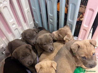 Mixed Breed dogs Sharpei puppies - Advert 18