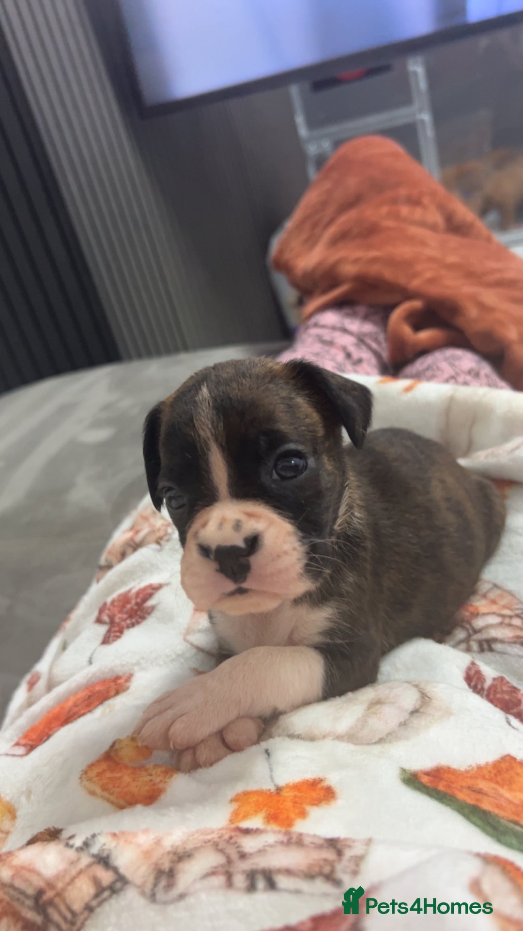 Boxer dogs for sale: Kc registered boxer puppies  - Advert 10