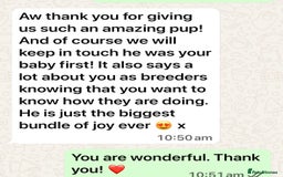 Golden Retriever dogs for sale: Out of DNA tested, kind & Champion bloodlines - Image 21
