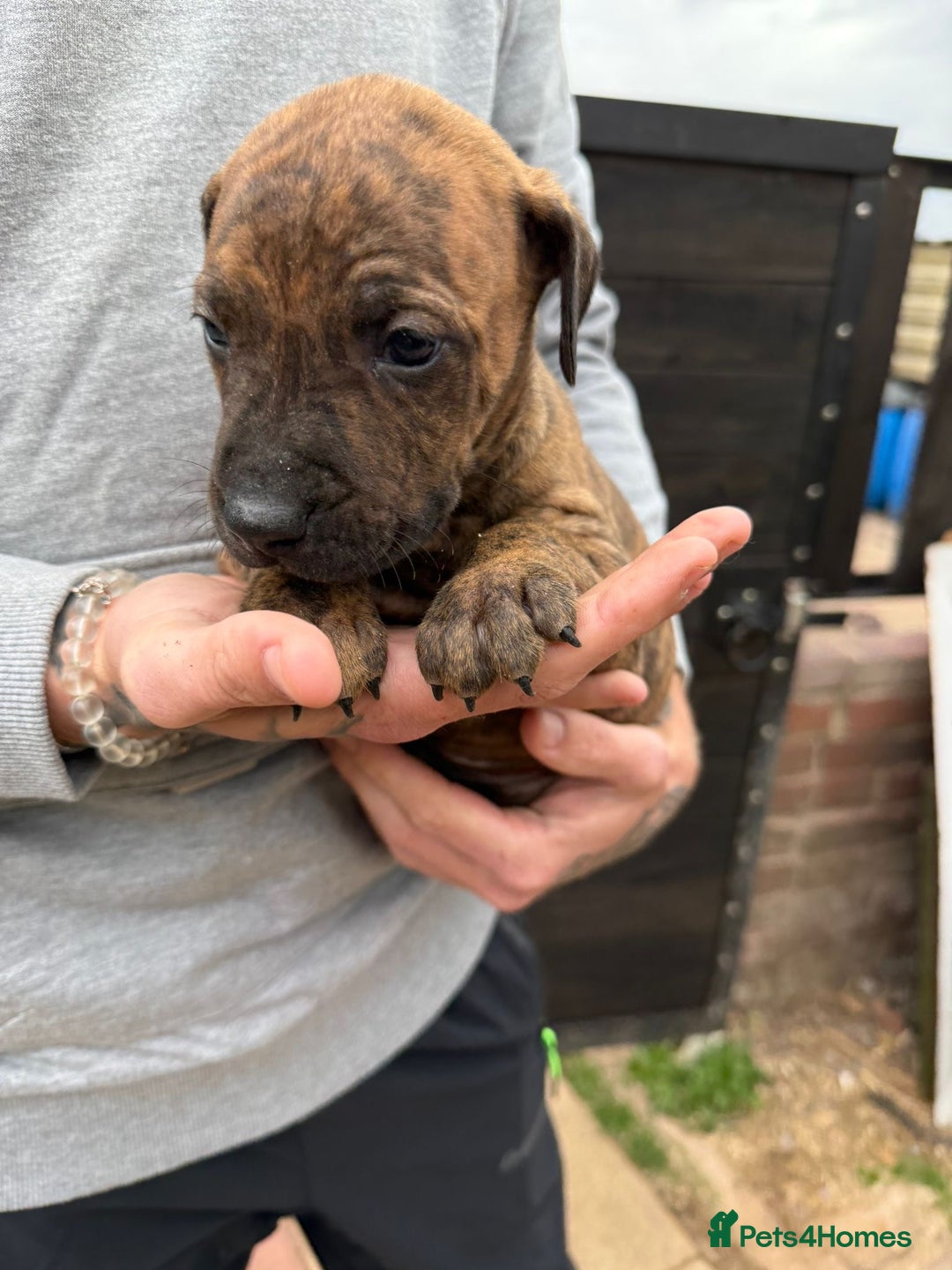 Mixed Breed dogs for sale: Outstanding quality litter of twelve pups - Image 17