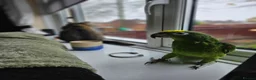 Parrots birds for sale: Amazon yellow crown parrot - Advert 3