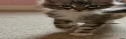 Maine Coon cats for sale: Maine Coon kittens XXL - Advert 13
