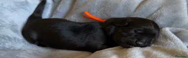 Goldador Puppy 4
